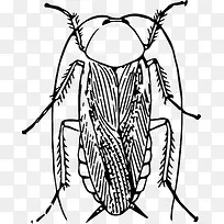 矢量蟑螂