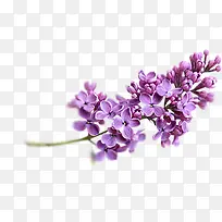 高清创意摄影紫色薰衣草