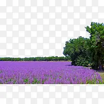紫色薰衣草风景四