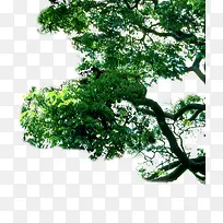 春天美景郊外树影设计