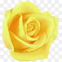 黄色美景婚礼玫瑰