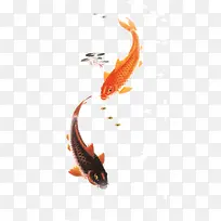 游动的锦鲤