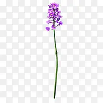 蓝色花PNG免抠