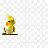 实拍可爱黄色小鹦鹉