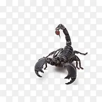 蝎子