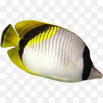 深海的肥鱼