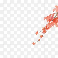 叶子红色叶子手绘叶子