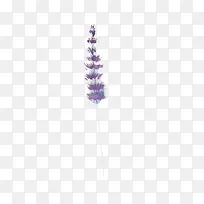 薰衣草