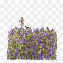 紫色薰衣草
