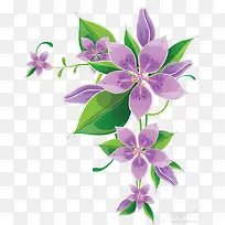 紫花绿叶