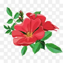 红色蔷薇
