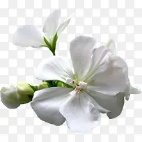 植物素材水墨白花