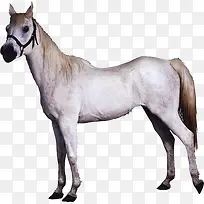 白色马匹动物千里马