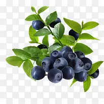蓝莓水果植物高清