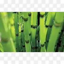 高清绿色植物根部