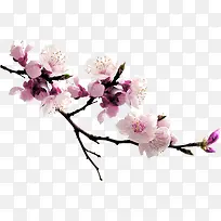 中秋节高清粉色花朵
