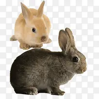 两只小兔子