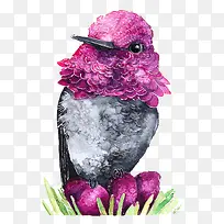 紫色的尖嘴鸟