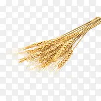 秋天成熟的小麦