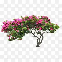 粉色花朵树木