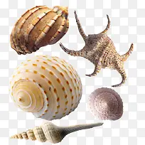 各式各样的海螺