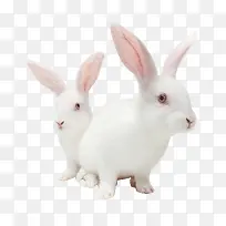 兔子白兔子动物兔子