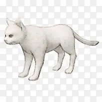 白色猫咪手绘猫咪