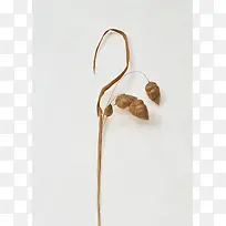白色简约干枯树枝