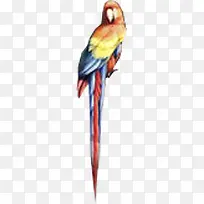 彩色鹦鹉创意小鸟