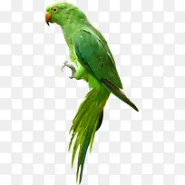 绿色可爱鹦鹉