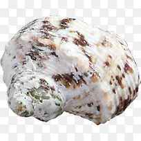 白底褐色海螺