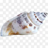 褐色白底海螺
