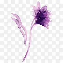 紫色水彩画康乃馨