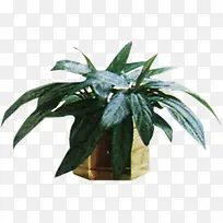 大叶植物景观环保