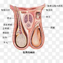 人体生殖器官图