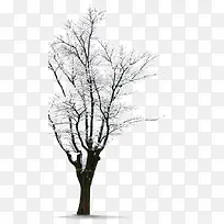 树枝冬季雪景图片