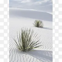 白色简约沙漠植物海报