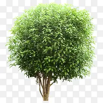 桑树免扣png素材