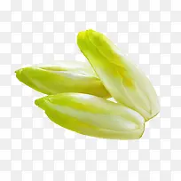 芽状菊苣图片