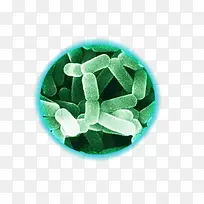 荧光假单孢菌