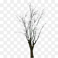 高清摄影雪景树木树枝