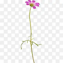 花卉