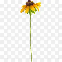 花卉