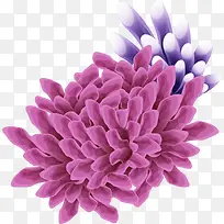 海洋紫色珊瑚