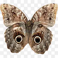 个性创意蝴蝶标本