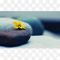 岩石希望花朵深度
