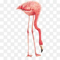 红鹳