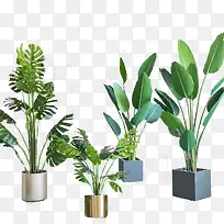 多室内植株图