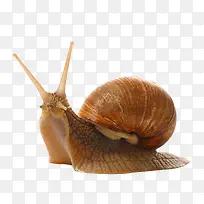 蜗牛动物蜗牛