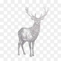 麋鹿手绘灰色麋鹿